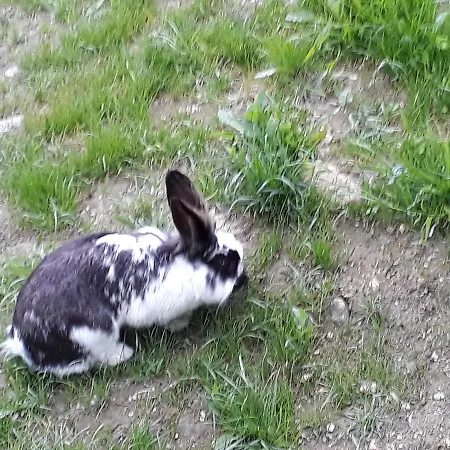 Ferienhaus Niedernsill *